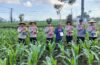 Bersama Petani, Polisi Abiansemal Rawat Jagung untuk Ketahanan Pangan Nasional