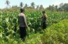 Jelang Panen Oktober, Polsek Mengwi Pastikan Perawatan Tanaman Jagung Berjalan Optimal