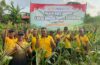 Dukung Ketahanan Pangan, Polsek Dawan Bersama Petani Gelar Panen Raya Jagung di Gunaksa
