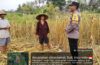Perhatian Polri Terhadap Petani, Polsek Abiansemal Tinjau Lahan Jagung Yang Mengalami Gagal Panen