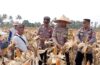 Panen 3,4 Ton Jagung di Sembung, Polsek Mengwi Dukung Ketahanan Pangan Nasional